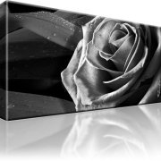 Rose Blume Wandbild 