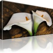 Calla Blume Leinwandbild 