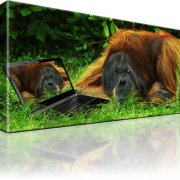 Affe Orang Utan Tiere Bild auf Leinwand 