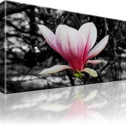 Magnolie Blume Schwarz-Weiss Wandbild 