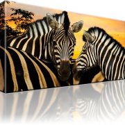 Zebra Tiere Afrika Dünen Wandbild auf Leinwand 