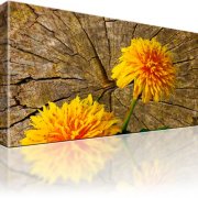 Pusteblume Blume Bild auf Leinwand 