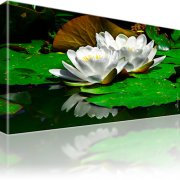 Seerose Blume Wandbild 1-Teilig: 100x55 cm | Mehrfarbig