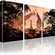 Giraffen Afrika Tiere Leinwandbild 3-Teilig: 105x60 cm | Orange