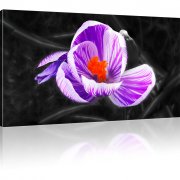 Blume Krokus Kunstdruck 