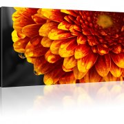 Gerbera Blume Wandbild 