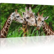 Drei Giraffen Kunstdruck 