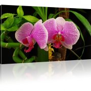 Orchidee Blume Leinwandbild 