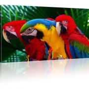 Ara Papageien Rot Geld Blau Bild auf Leinwand 