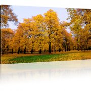 Park im Herbst Bild auf Leinwand 