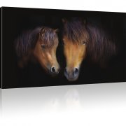 Pferde als Kunstdruck 