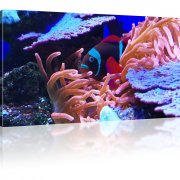 Exotischer Korallenfisch als Kunstdruck 