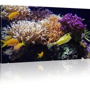 Gelbe Korallenfische als Kunstdruck 