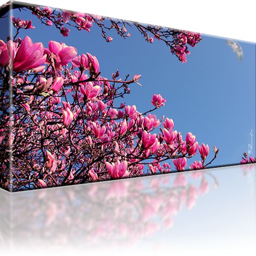 Magnolien Blumen Kunstdruck 