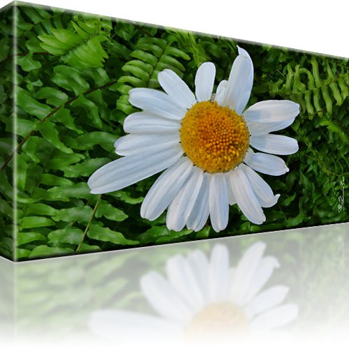 Kamille Blume Bild auf Leinwand 1-Teilig: 80x45 cm
