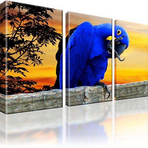 Papagei Vogel Wandbild 3-Teilig: 165x100 cm