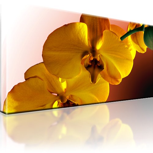 Orchidee Blume Bild auf Leinwand 