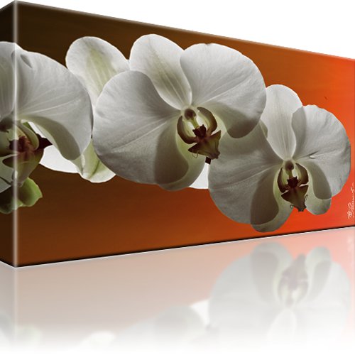 Orchidee Blume Wandbild 