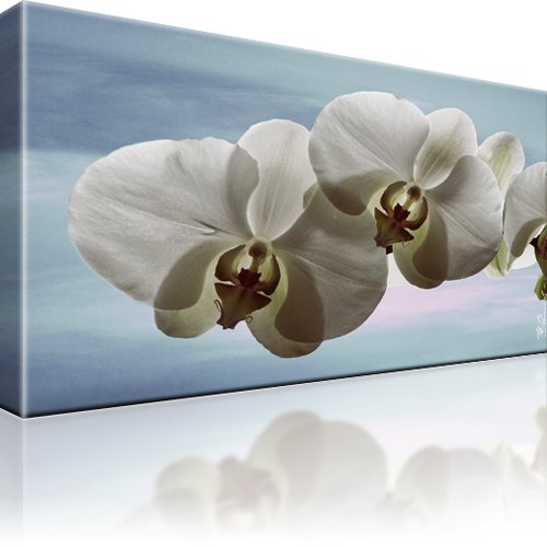 Orchidee Blume Bild auf Leinwand 