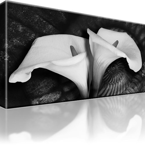 Calla Blume Leinwandbild 1-Teilig: 80x45 cm | Schwarz-weiss