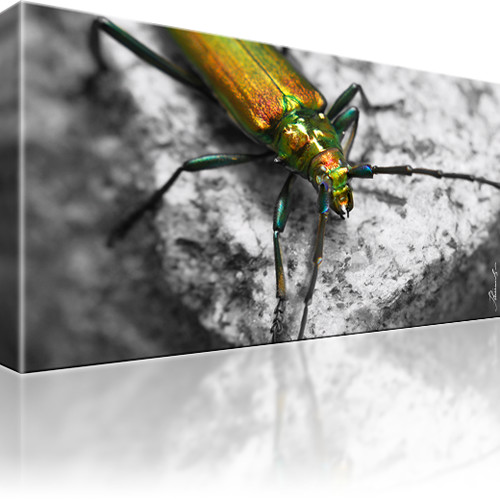 Käfer Eichenheldbock Insekt Kunstdruck 