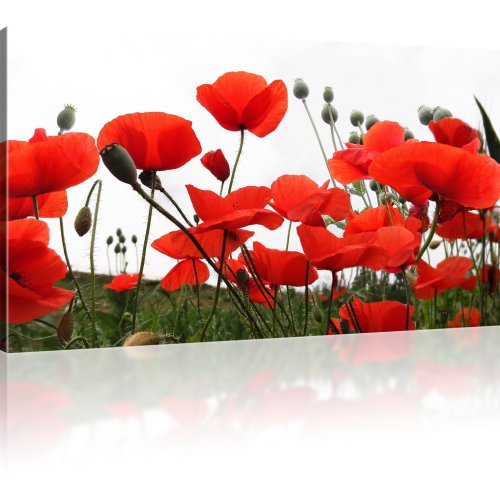 Mohnblumen auf der Wiese Wandbild 