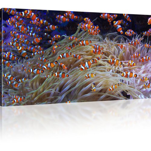 Korallenfische als Kunstdruck 