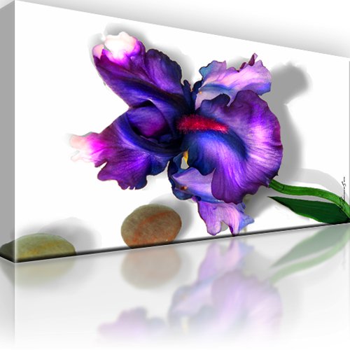 Iris Blume Bild auf Leinwand 