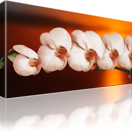 Orchidee Blume Kunstdruck 1-Teilig: 80x45 cm | Orange