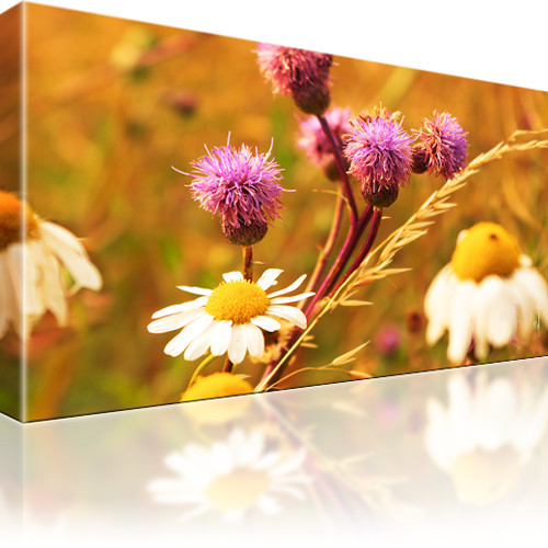 Blumen Kamille Leinwandbild 1-Teilig: 80x45 cm | Mehrfarbig