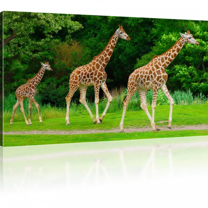 Drei Giraffen Wandbild 
