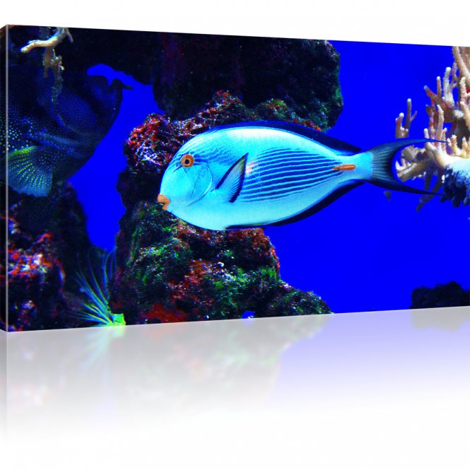 Blauer Korallenfisch als Kunstdruck 